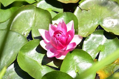 Gölette güzel pembe nilüfer çiçeği, yakın görüş.