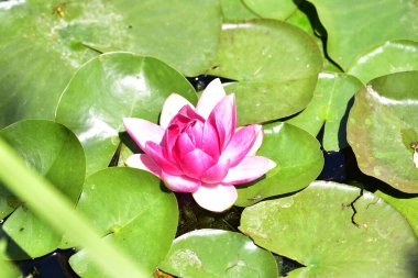 Gölette güzel pembe nilüfer çiçeği, yakın görüş.