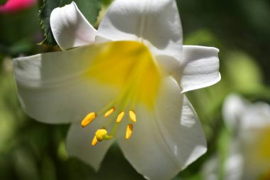 Bahçede yetişen güzel beyaz zambak çiçekleri