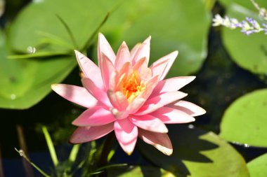 Gölette güzel pembe nilüfer çiçeği, yakın görüş.