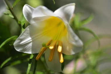 Bahçede yetişen güzel beyaz zambak çiçekleri