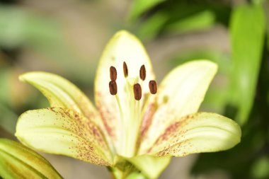 Bahçede yetişen güzel beyaz zambak çiçekleri
