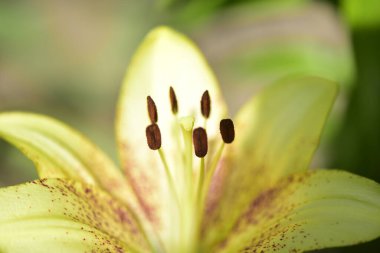 Bahçede yetişen güzel beyaz zambak çiçekleri