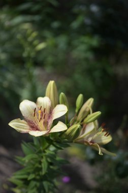 Bahçede yetişen güzel beyaz zambak çiçekleri