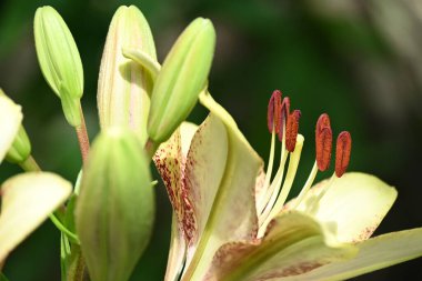 Bahçede yetişen güzel beyaz zambak çiçekleri