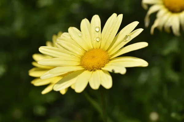 Close Beautiful Yellow Flowers Summer Concept — Zdjęcie stockowe