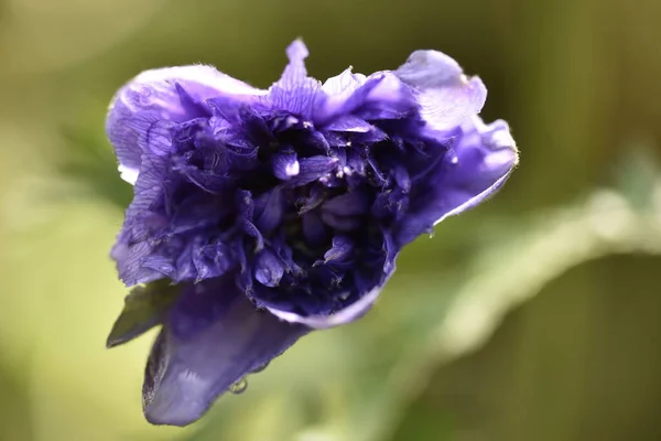 Flores Púrpuras Floreciendo Jardín —  Fotos de Stock