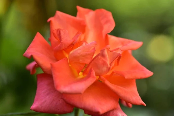 Beautiful Rose Flower Growing Garden — Stock Photo, Image