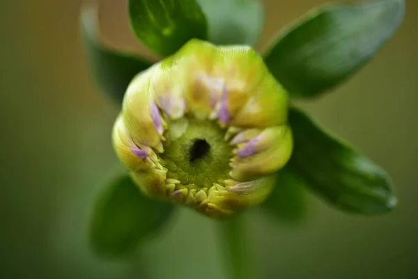 Krásné Nerozluštěné Květiny Zahradě Zblízka — Stock fotografie