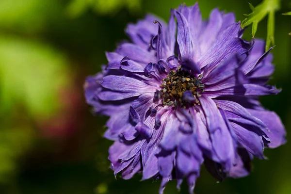 Bahçede açan güzel mor çiçeğe yaklaş.