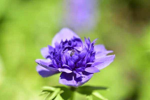 Zblízka Krásné Kvetoucí Fialové Květy Zahradě — Stock fotografie