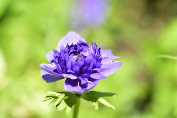 Primo Piano Bel Fiore Viola Fiore Giardino — Foto Stock