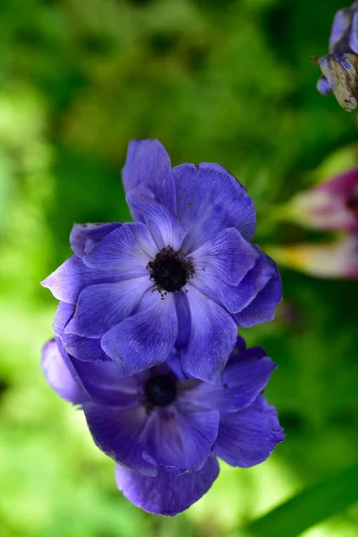 Flores Púrpuras Floreciendo Jardín — Foto de Stock