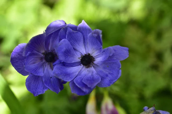 Цветущие Фиолетовые Цветы Растущие Саду — стоковое фото