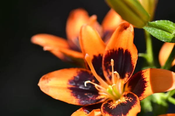 Beautiful Orange Flowers Growing Garden — Stock Photo, Image