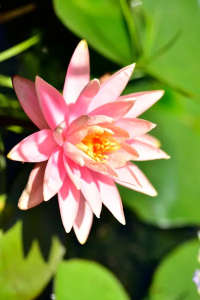 Schöne Lilie Auf Dem Teich Nahsicht — Stockfoto