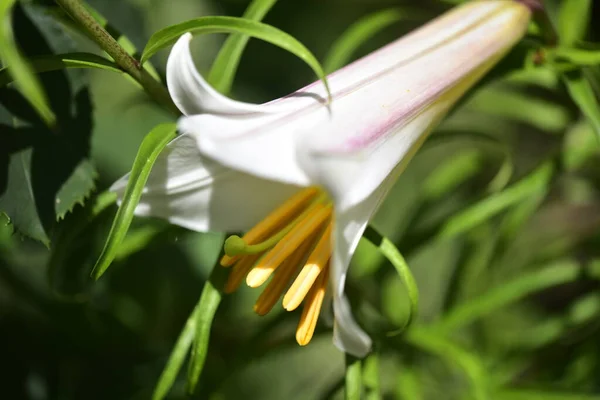 Mooie Witte Lelie Bloemen Groeien Tuin — Stockfoto