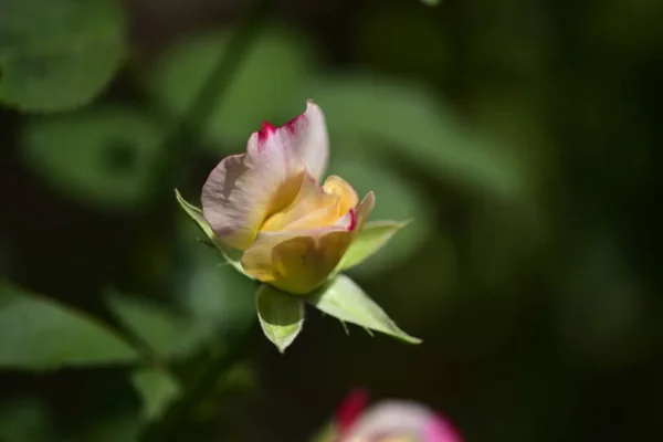 Bella Rosa Fiore Che Cresce Giardino — Foto Stock