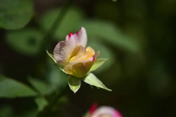 庭で成長する美しいバラの花 — ストック写真