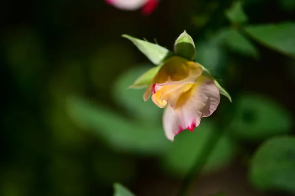 Mooie Rozenbloem Groeiend Tuin — Stockfoto