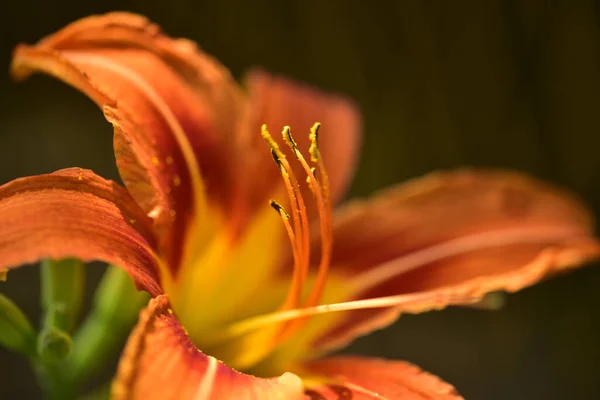 Beautiful Orange Flowers Growing Garden — Stock Photo, Image