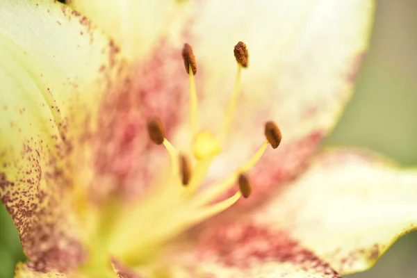 Krásné Bílé Lilie Květiny Rostoucí Zahradě — Stock fotografie