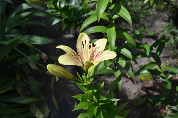 Vackra Vita Liljeblommor Som Växer Trädgården — Stockfoto