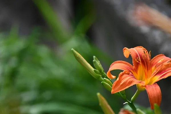 Schöne Orangefarbene Blumen Wachsen Garten — Stockfoto