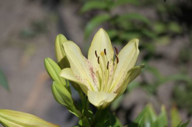 Bahçede yetişen güzel beyaz zambak çiçekleri