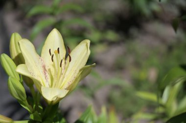 Bahçede yetişen güzel beyaz zambak çiçekleri