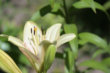 Bahçede yetişen güzel beyaz zambak çiçekleri