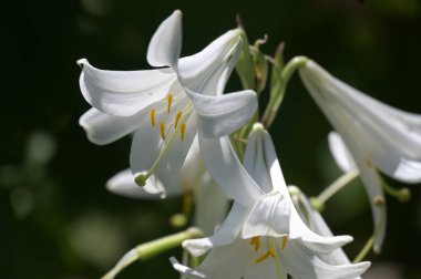 Bahçede yetişen güzel beyaz zambak çiçekleri