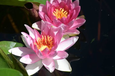 Gölette güzel pembe nilüfer çiçekleri, yakın görüş.