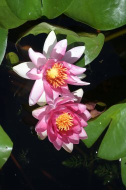 Gölette güzel pembe nilüfer çiçekleri, yakın görüş.