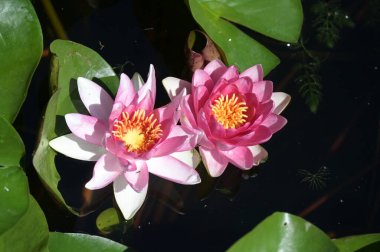 Gölette güzel pembe nilüfer çiçekleri, yakın görüş.