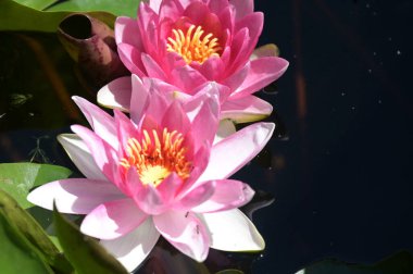 Gölette güzel pembe nilüfer çiçekleri, yakın görüş.