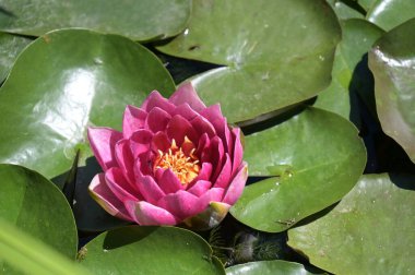 Gölette güzel pembe nilüfer çiçeği, yakın görüş.