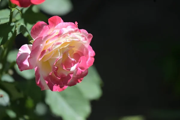 Schöne Rosenblüte Wächst Garten — Stockfoto