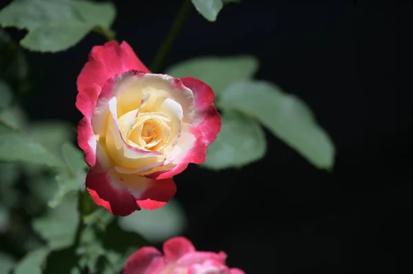 Vacker Ros Blomma Växer Trädgården — Stockfoto