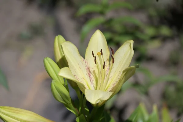 Vackra Vita Liljeblommor Som Växer Trädgården — Stockfoto