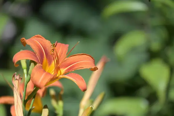 Beautiful Orange Flowers Growing Garden — Stock Photo, Image