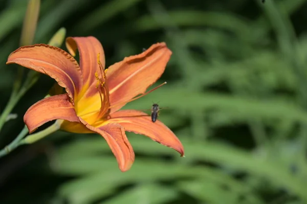 Όμορφη Πορτοκαλί Λουλούδια Που Αυξάνεται Στον Κήπο — Φωτογραφία Αρχείου