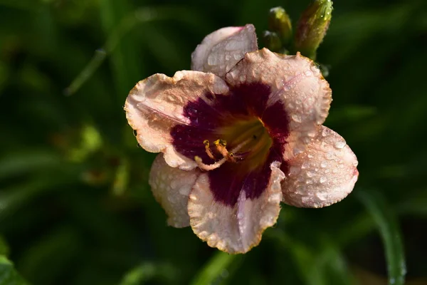 Schöne Lilienblüten Die Garten Wachsen Florales Konzeptbild — Stockfoto