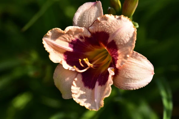 Schöne Lilienblüten Die Garten Wachsen Florales Konzeptbild — Stockfoto