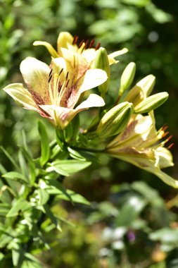 Bahçede yetişen güzel beyaz zambak çiçekleri