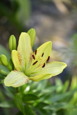 Bahçede yetişen güzel beyaz zambak çiçekleri