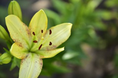 Bahçede yetişen güzel beyaz zambak çiçekleri