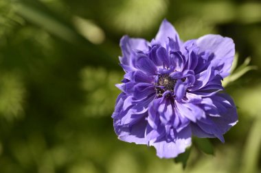 Bahçede açan güzel mor çiçeğe yaklaş.