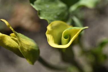 Güzel sarı çiçeklere yakın, yaz konsepti.