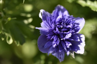 Bahçede açan güzel mor çiçeğe yaklaş.